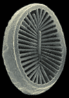 Nannofossil