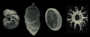 biostratigraphy